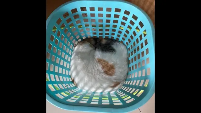 Kucing