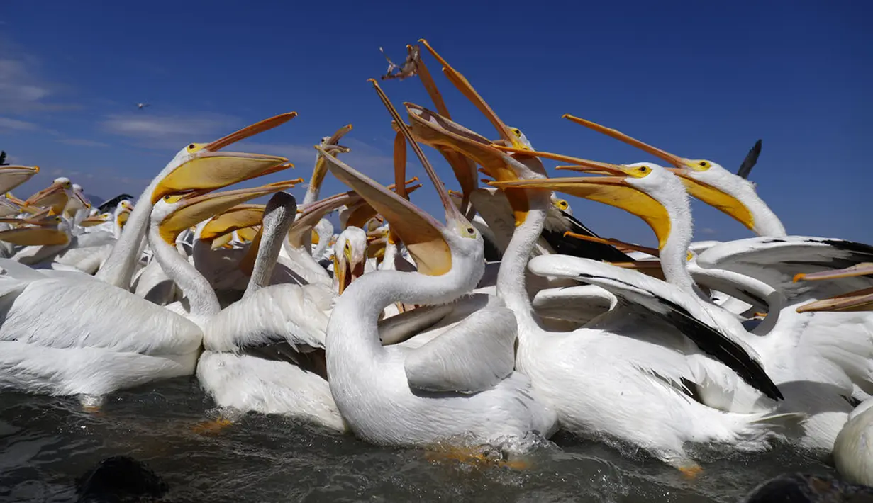 Kawanan pelicanos borregones atau pelikan putih menangkap makanan saat berkumpul di Danau Chapala, Petatan, Meksiko, 5 Februari 2022. Kawanan pelikan putih datang ke Meksiko setiap tahun untuk menghindari dinginnya cuaca di utara. (AP Photo/Armando Solis)