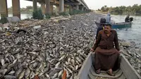 Nelayan melintas dekat ikan mas yang mati mengapung di Sungai Eufrat dekat kota Sadat al Hindiya, Jumat (2/11). Para nelayan Irak di selatan Baghdad menemukan ribuan ikan mas yang diternak di pinggiran sungai mati secara misterius. (Haidar HAMDANI/AFP)