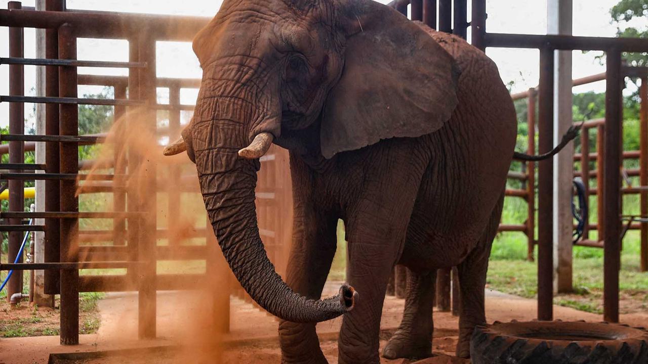 Zimbabwe Gelar Pemusnahan Massal Gajah, Dagingnya Akan Dibagikan ke Warga