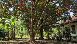 8 Pohon Buah yang Cocok untuk Lahan Warisan Keluarga, Produktif hingga Puluhan Tahun