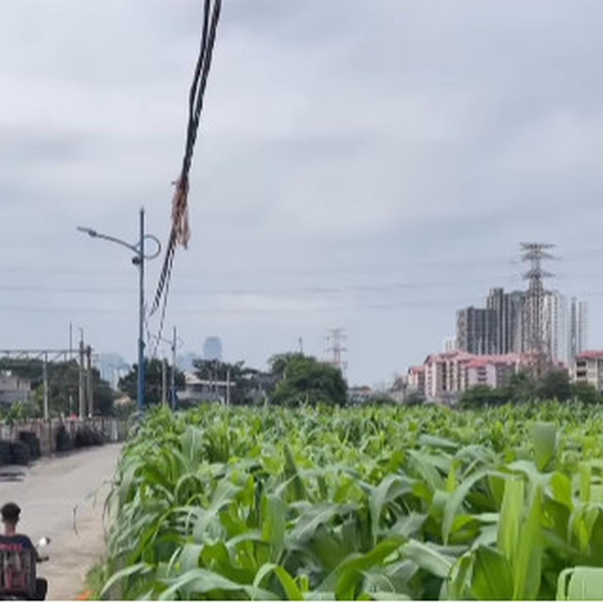 Kebun di Jakarta