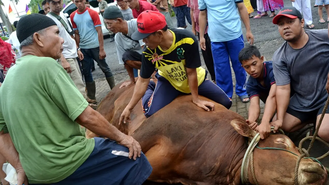 sapi jokowi