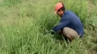 Kemarau Panjang, Padi Gagal Panen Jadi Pakan Ternak
