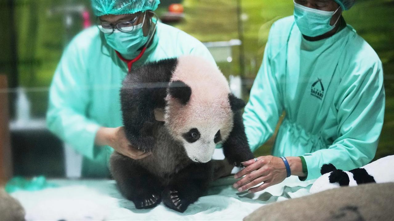 FOTO: Bayi Panda Rio Tumbuh Aktif  Menjelang Diperkenalkan ke Publik