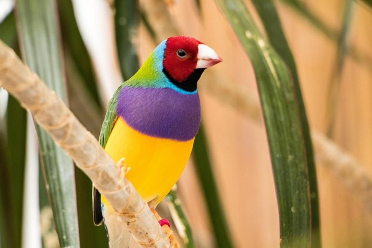 Burung Zebra Finch