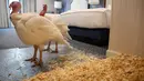 Dua kalkun jantan dari North Carolina bernama Bread and Butter, bersantai di kamar tempat mereka menginap di Willard InterContinental, Washington, Senin (25/11/2019). Kedua kalkun ini akan diampuni oleh presiden dalam upacara di Gedung Putih sebelum perayaan Thanksgiving. (AP/Jacquelyn Martin)