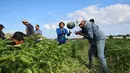 Petani Palestina memetik semangka selama musim panen di tengah pandemi virus corona di Beit Lahia di Jalur Gaza utara dekat perbatasan dengan Israel (18/6/2021). (AFP/Mohammed Abed)