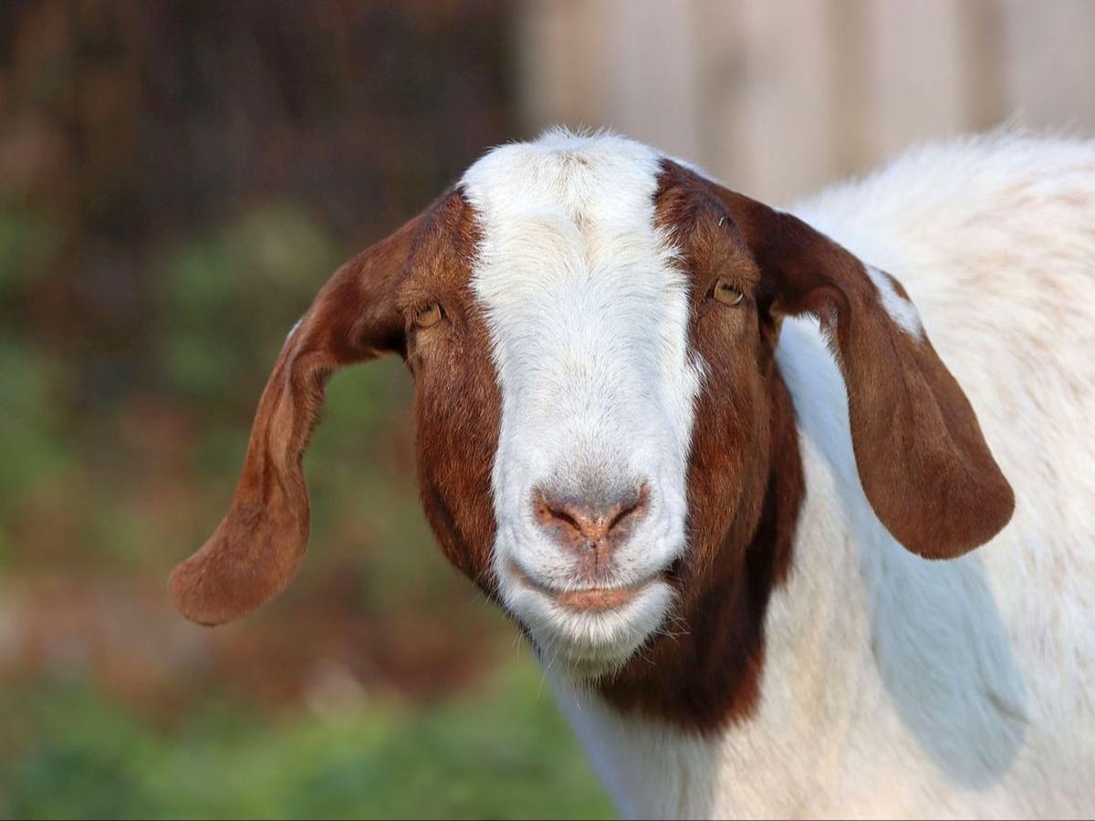 Syarat Kambing Kurban