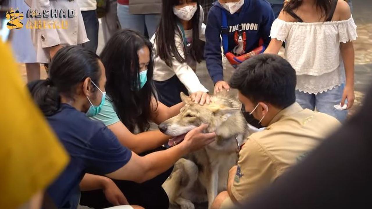 6 Potret Alshad Ahmad Ajak Serigala Jalan-Jalan di Mal, Jadi Pusat Perhatian