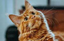 Meletakkan Botol Berisi Air di Sudut Rumah Bikin Kucing Takut Pup, Mitos atau Fakta?