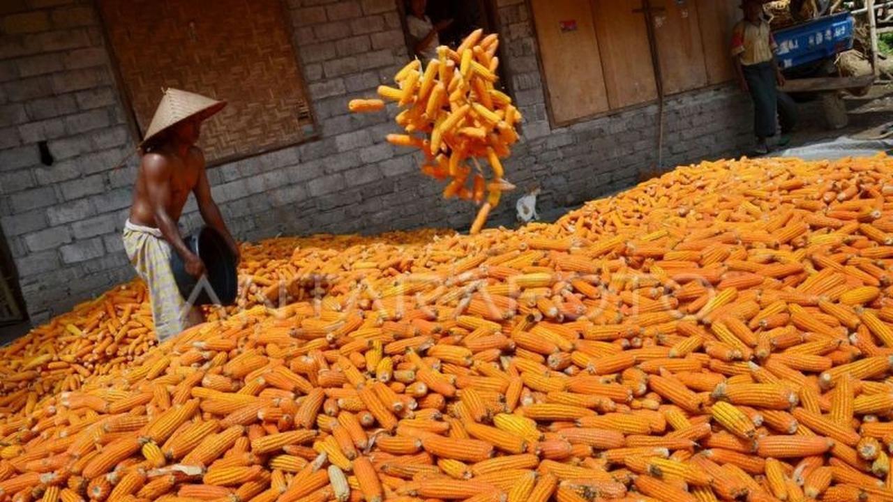 Hilirisasi Jagung NTB: Mengurai Paradoks Panen Raya dengan Pembangunan Pabrik Pakan