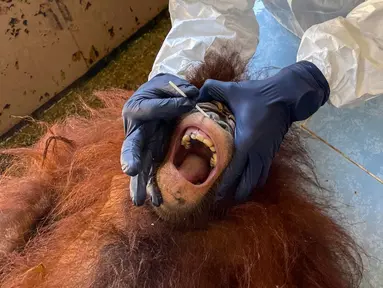 Foto yang dirilis pada 12 September 2021 menunjukkan seorang dokter hewan mengenakan APD saat mengambil sampel swab dari orang utan di Pusat Rehabilitasi Orang Utan Sepilok di Malaysia. Tes tersebut untuk mendeteksi potensi infeksi Covid-19 pada hewan. (HO/MALAYSIA'S SABAH WILDLIFE DEPARTMENT/AFP)