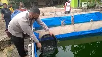 Kapolsek Rantau Alai Iptu Sondi Fraguna saat menyortir ikan lele berukuran besar di kolam ikan lele yang dibuat di lahan belakang Mapolsek Rantau Alai Ogan Ilir Sumsel (Liputan6.com / Nefri Inge)