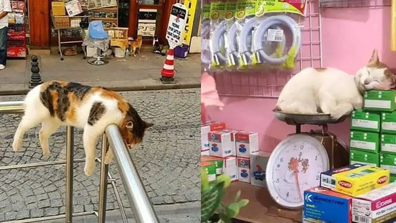 12 Potret Nyeleneh Kucing Tidur di Sembarang Tempat Ini Bikin Gemas