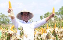 Panen Raya Jagung Serentak Jadi Momentum Percepatan Swasembada Pangan