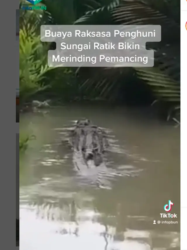 Viral Buaya Raksasa Penghuni Sungai Ratik