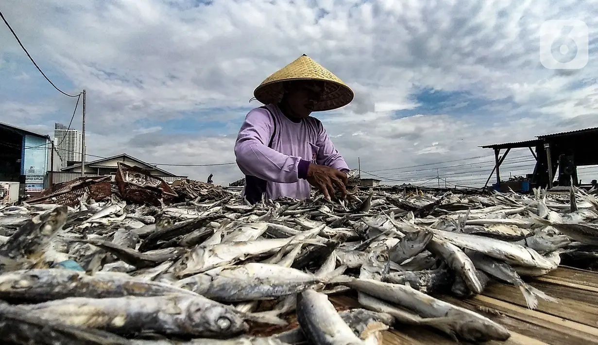 Aktivitas nelayan saat menjemur ikan asin di Muara Angke, Jakarta, Minggu (8/11/2020). Pandemi Covid-19 dan masuknya musim penghujan di Jakarta menyebabkan permintaan sekaligus produksi ikan asin di Muara Angke merosot hingga 50 persen. (merdeka.com/Iqbal Septian Nugroho)