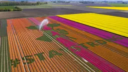 Nursery S. Schouten membuat karya seni berisi pesan dukungan bertulis ‘#StayStrong’ untuk melawan virus corona COVID-19 di ladang tulip di Bant, Belanda, Minggu (26/4/2020). Karya seni ini terbuat dari tiga juta bunga tulip. (AP Phto/Stef Hoffer)