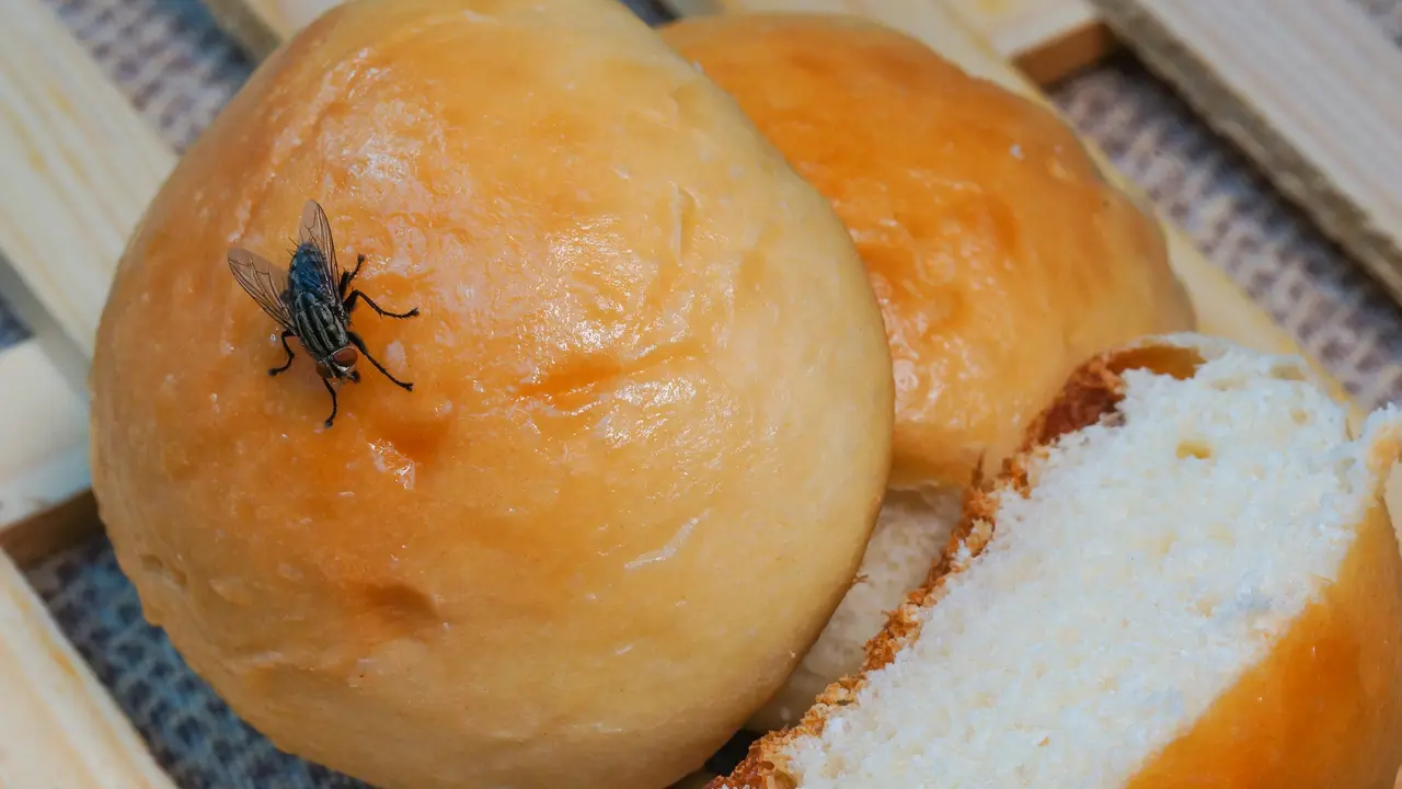 lalat makanan