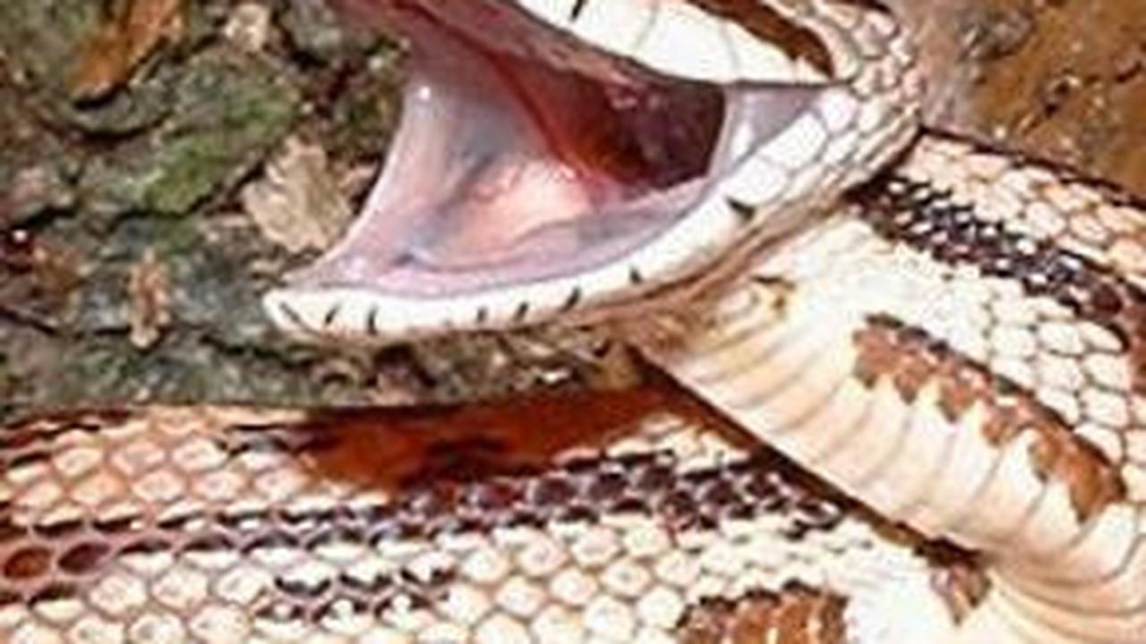 Bukan King Kobra, Ini Serangan Ular Tercepat di Dunia