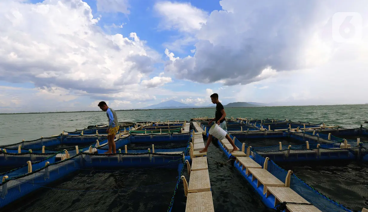 Mahasiswa memberi pakan pada ikan bawal bintang yang di budi daya untuk studi kampus di perairan Serang, Banten, Minggu (10/4/2022). di antaranya ikan 8,69 juta ton dan rumput laut 10,08 juta ton serta produksi budidaya ikan hias sebanyak 1,56 miliar ekor.Liputan6.com/Angga Yuniar