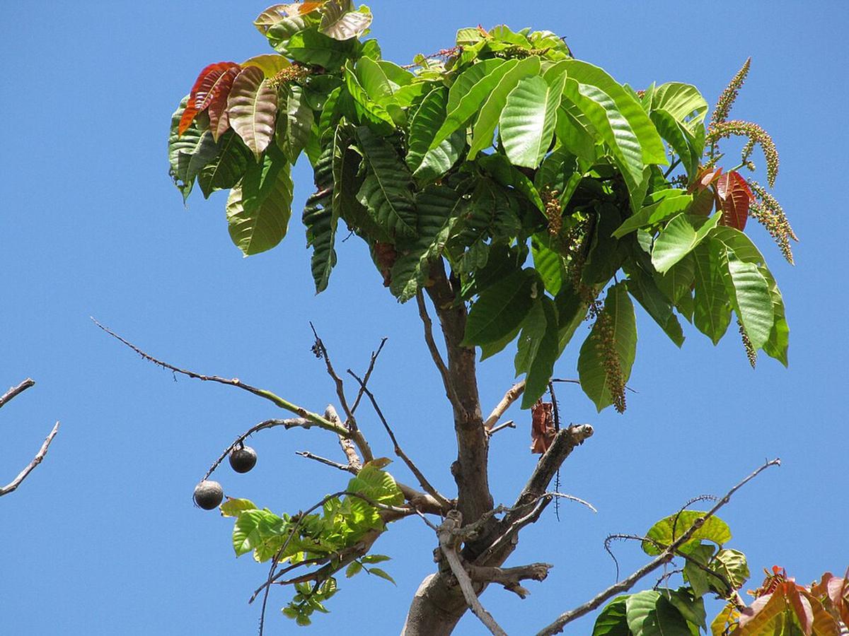 Pohon buah matoa (Wikimedia Commons)