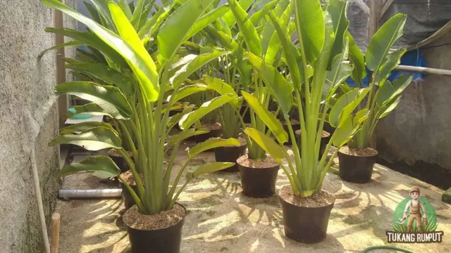 Tanaman Pisang Mini (Foto: Tukang Rumput)
