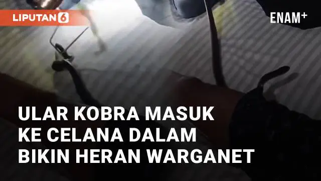 Ular kobra masuk ke dalam celana boxer pria saat ia sedang tidur di kamarnya. Ular kobra tersebut meliuk-liuk masuk dari arah paha kirinya