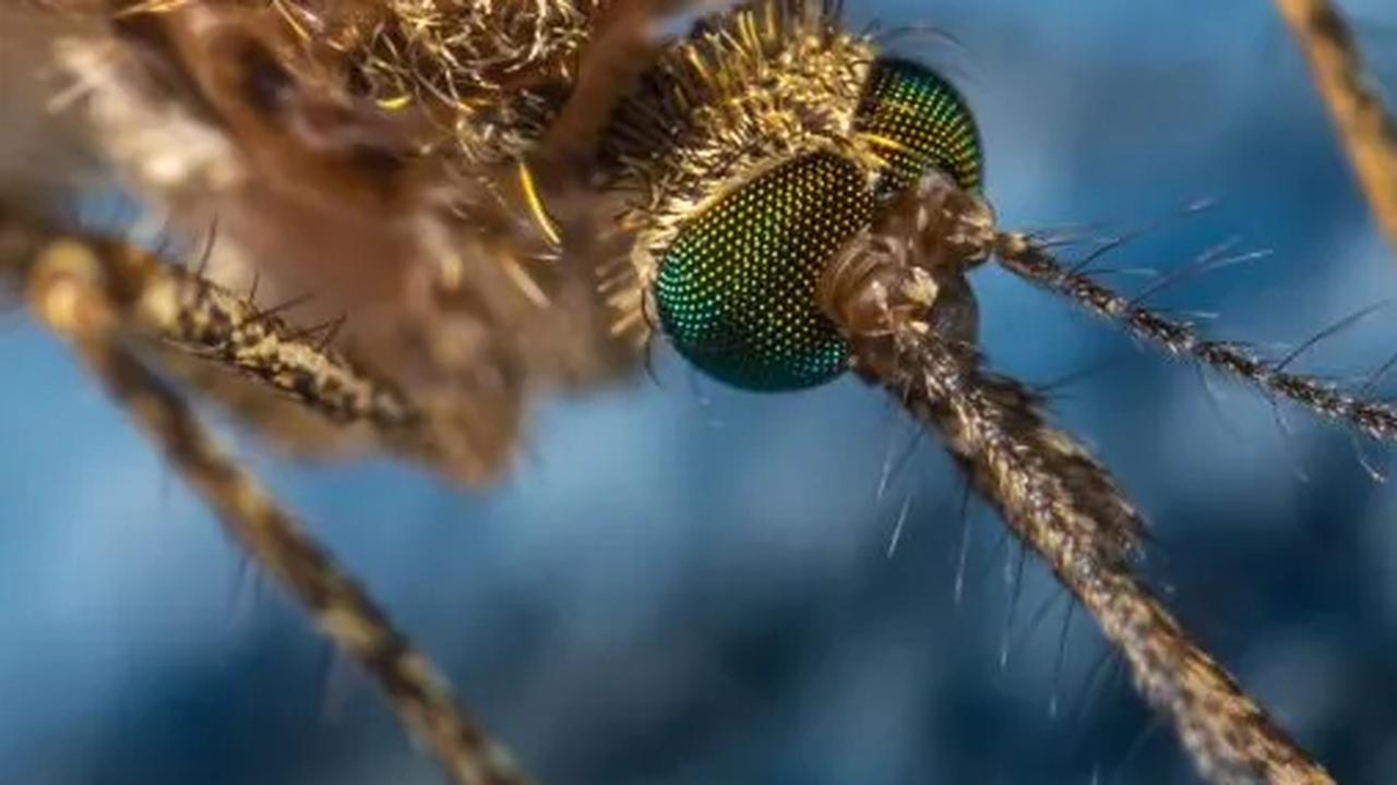 Begini Proses Nyamuk Aedes Aegypti Terkontaminasi Wolbachia untuk Tekan Kasus Demam Berdarah