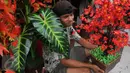 Pengrajin menunjukkan Pohon Hias Imlek di kawasan Glodok, Glodok, Jakarta, Kamis (21/1/2016). Penjual Pohon Hias Imlek mengaku kebanjiran order jelang perayaan Imlek. (Liputan6.com/Gempur M Surya)