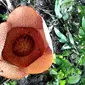 Puspa langka Rafflesia Bengkuluensis segera mekar sempurna di Kabupaten Kaur Bengkulu (Liputan6.com/Yuliardi Hardjo)