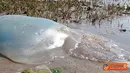 Citizen6, Inggris: Telah ditemukan ubur-ubur raksasa sepanjang satu meter yang memiliki nama ilmiah Rhizostoma Octopus di pesisir pantai Devon, Inggris. Ubur-ubur ini jenis yang tidak mematikan. (Pengirim: Steven Sukamto)