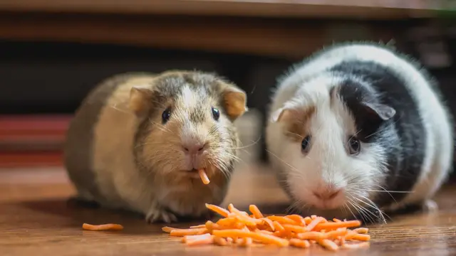 Hamster - vania