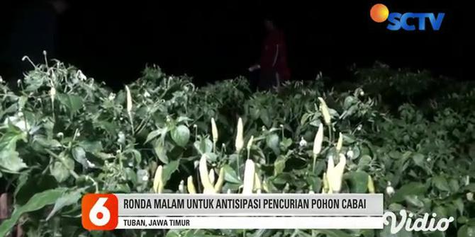 VIDEO: Hindari Pencurian, Petani Cabai di Tuban Ronda Malam di Kebunnya