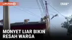 Puluhan Monyet di Bandung Rusak Atap Rumah Warga