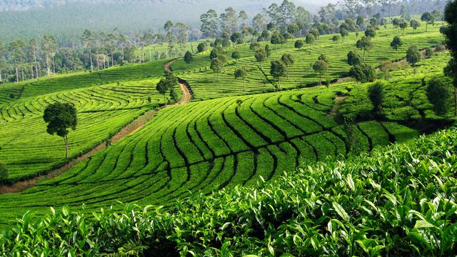[Bintang] 4 Kebun Teh Terindah Bandung Yang Wajib Dikunjungi