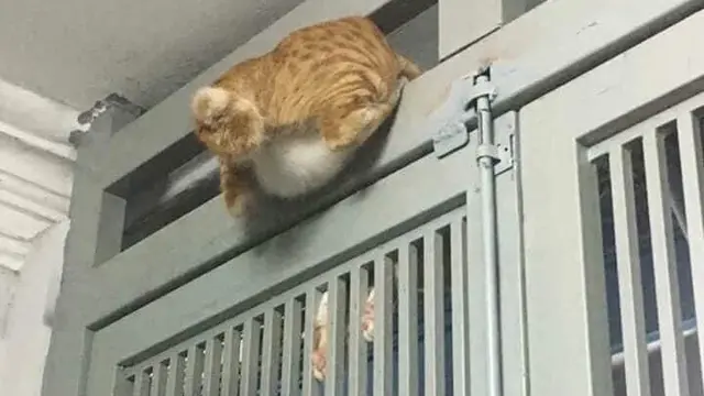 10 Potret Nyeleneh Kucing Tersangkut Waktu Usil, Penampakannya Bikin Nyengir