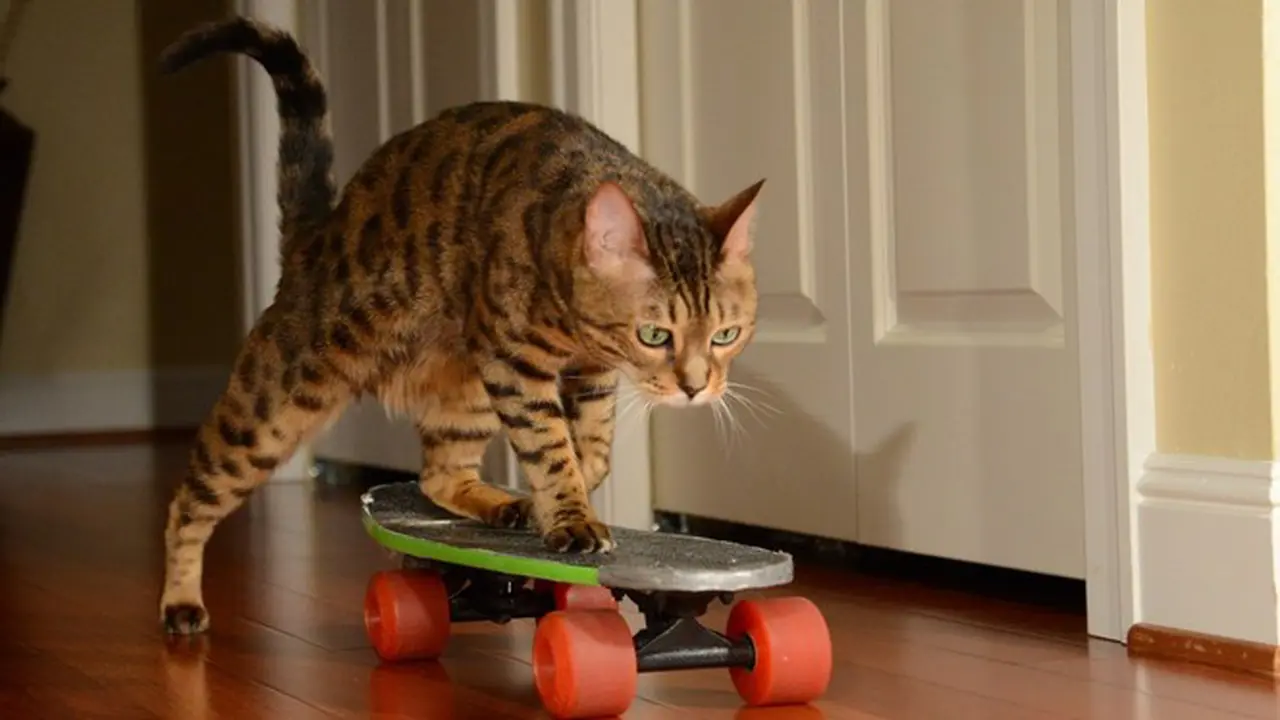Lucunya Romeo Si Kucing Penggemar Skateboarding