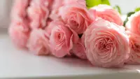 7 Tanaman Kelopak Bunga Bertumpuk yang Cantik