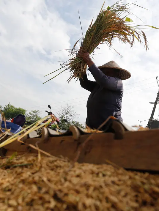 Petani merontokan padi hasil panen di Kabupaten Tangerang, Banten, Jumat (16/7/2021). Badan Pusat Statistik (BPS) mencatat nilai ekspor sektor pertanian pada bulan Juni 2021 mengalami kenaikan, yakni sebesar 33,04 persen (M-to-M) atau sebesar 15,19 persen secara (Y-on-Y). (Liputan6.com/Angga Yuniar)