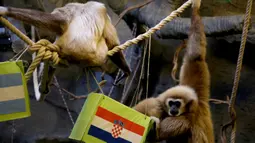 Owa bernama Kent dan kawanannya memilih makanan dari kotak bergambar bendera Kroasia (kanan) dan Argentina untuk memprediksi pemenang pada laga semi final Piala Dunia 2022 di Kebun Binatang Zagreb, Kroasia, Selasa (13/12/2022). Owa berusia 25 tahun itu memilih memakan buah dari kotak berbendera Kroasia dan mengabaikan buah dalam kotak berbendera Argentina. (Denis LOVROVIC/AFP)