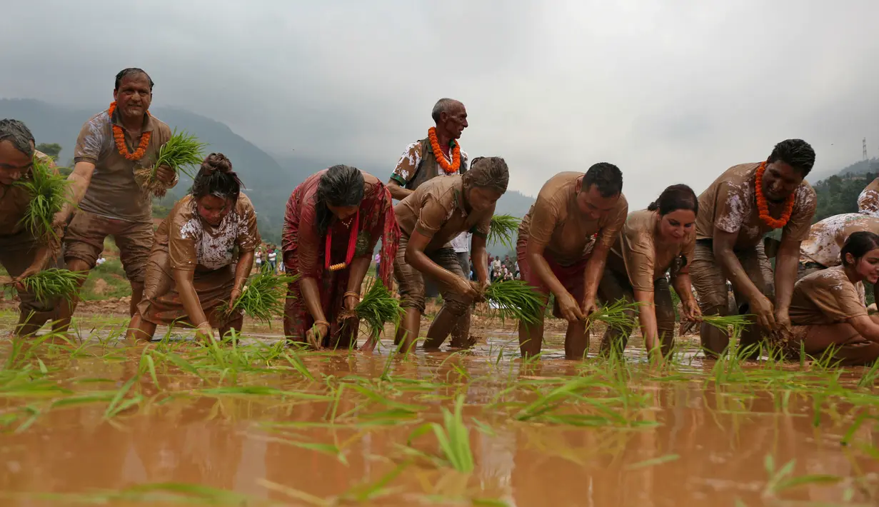 Warga menanam padi selama Asar Pandra atau hari menanam padi di Distrik Dhading, Nepal, Minggu (30/6/2019). Umat Hindu Nepal menganggap Asar Pandra sebagai hari baik untuk menanam padi. (AP Photo/Niranjan Shrestha)