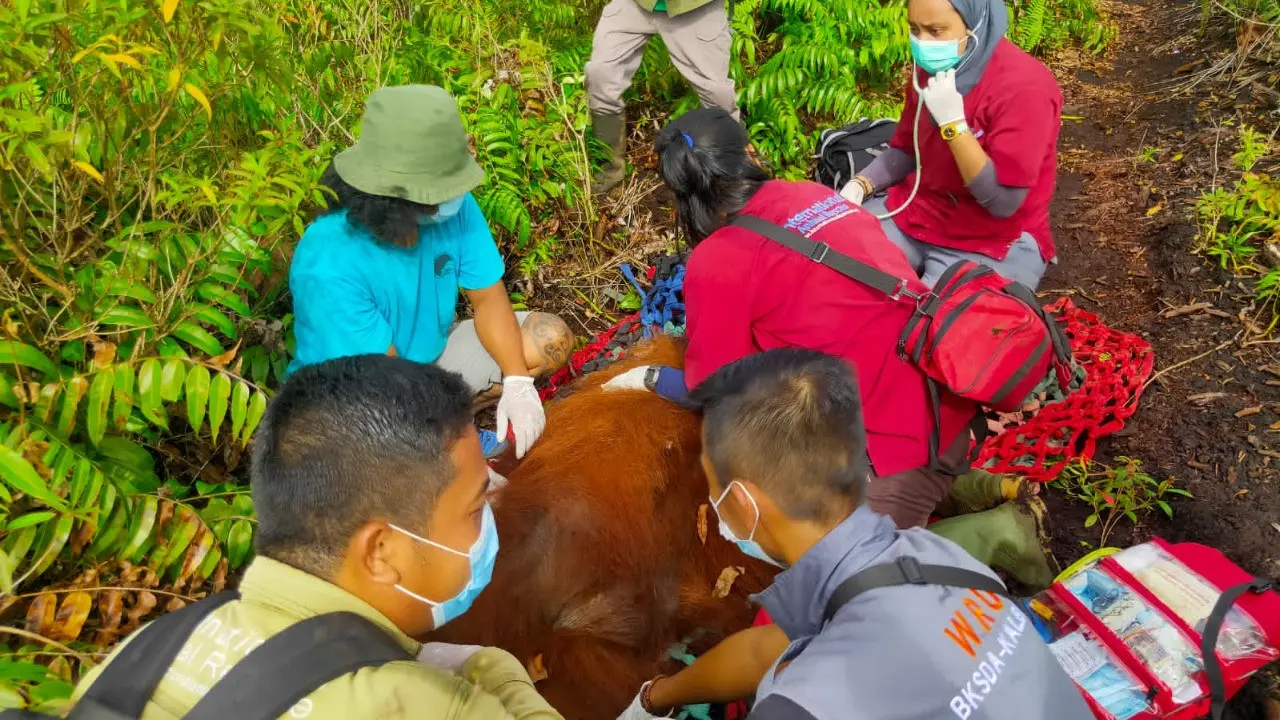 Dilema Boncel Si Orangutan, Korban Habitat yang Dibabat