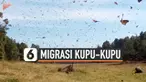 Ribuan kupu-kupu monarch melakukan migrasi di Cerro Pelon Ranch, New Mexico. Fenomena ini menciptakan pemandangan yang menakjubkan.