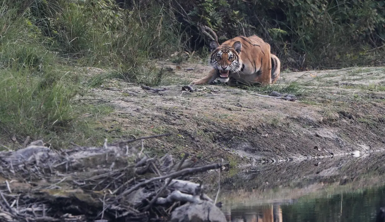 Harimau Benggala Kerajaan terlihat di Taman Nasional Bardiya, Nepal, Rabu (31/3/2021).  Sebelumnya ditetapkan sebagai Suaka Margasatwa Royal Karnali pada tahun 1976, taman Nasional Baridiya juga merupakan salah satu taman nasional terbesar di sabuk Selatan Nepal. (AP Photo/Niranjan Shrestha)