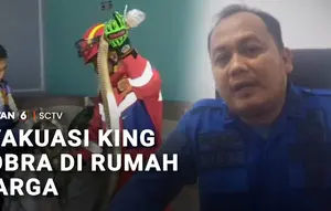 Detik-Detik Evakuasi King Kobra 3 Meter yang Masuk ke Ruang Tamu Warga