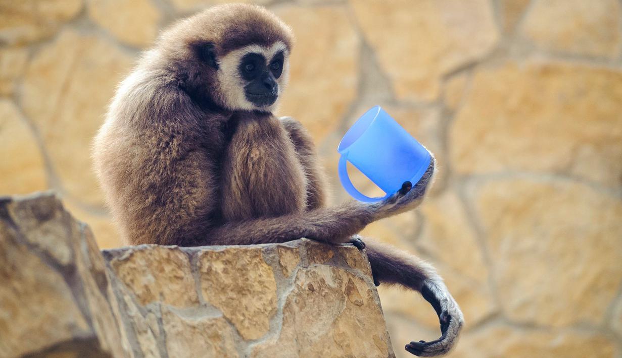 Seekor siamang mengamati gelas kosong usai meminum teh hangat di kebun binatang Debrecen, Hungaria, Rabu (25/1). Pihak pengelola bonbin memberikan minuman hangat kepada para hewan untuk menghangatkan tubuh saat udara dingin. (Zsolt Czegledi/MTI via AP)
