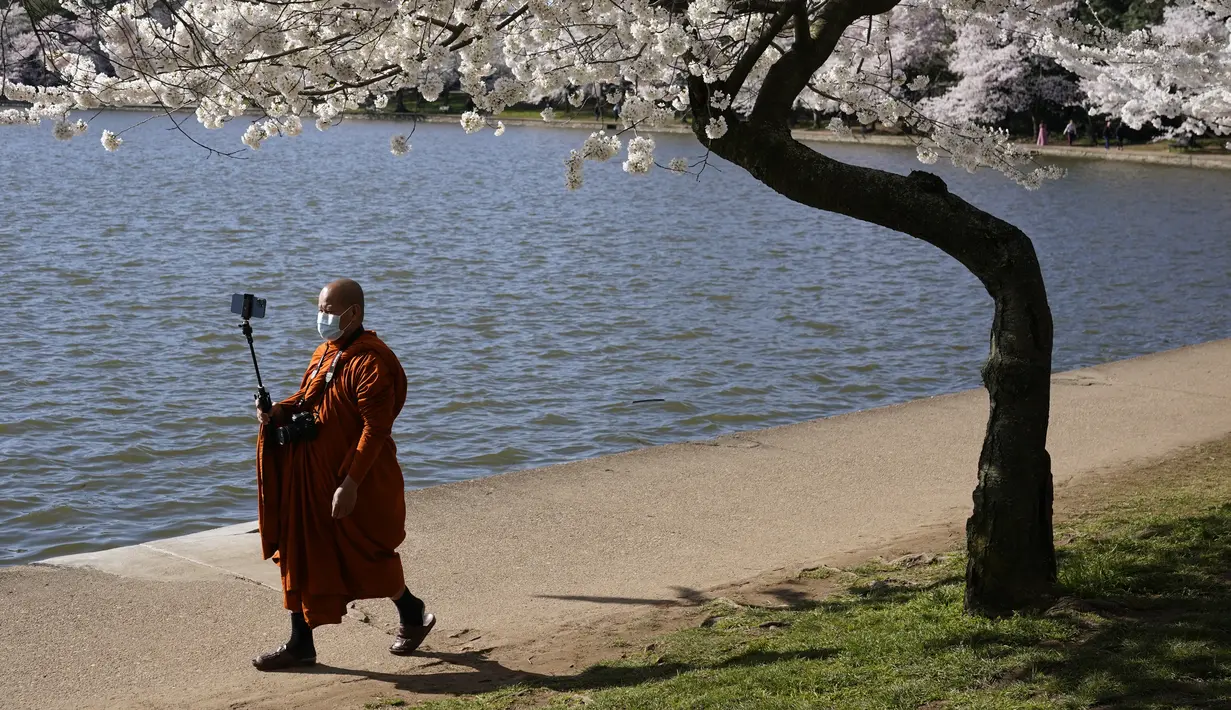 Seorang pria berjalan di bawah pohon sakura Yoshino yang sedang mekar di tepi Tidal Basin, Selasa (30/3/2021).  Festival Bunga Sakura Nasional 2021 merayakan pemberian asli 3.000 pohon sakura dari kota Tokyo kepada masyarakat Washington di 1912. (AP Photo/Patrick Semansky)