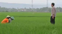 Jokowi tampak turun kesawah dan menghampiri para petani yang sedang menggarap sawah. Jawa Tengah,Jumat (13/6/14) (Liputan6.com/Herman Zakharia)